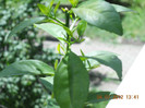clementin