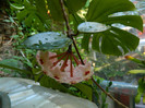 DSCN9948