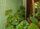 DSCN9955