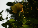 DSCN9969