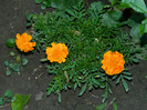 DSCN9996