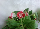 Clytie