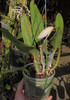 toata planta canhamiana hybrid