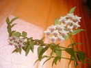 DSC04946