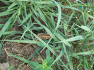 soparla