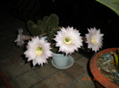 cactus roz