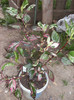 hibiscus Siriacus iulie 2012