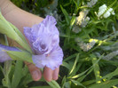 gladiola