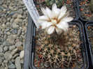 DSCF2032