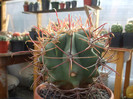 DSCF2035