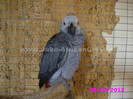 papagal jako african grey 1