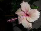 Hibiscus Rowenas Weeding