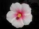 Hibiscus Bali
