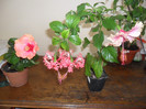 Hibiscus grup