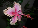 Hibiscus Hawaian Salmon
