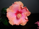 Hibiscus Passion