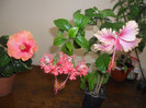 Hibiscus grup