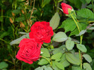 DSCN0028