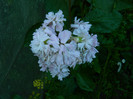 DSCN0037