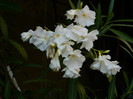 DSCN0048