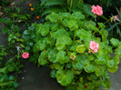 DSCN0052