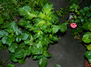DSCN0053