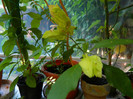 DSCN0067