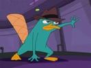 Perry---Phineas-si-Ferb_1326298642