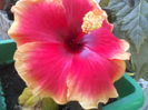 P04-07-12_09.39[1]