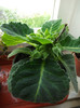 Gloxinia