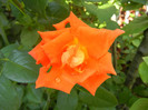 Rose Monica (2012, July 02)