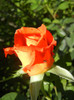 Rose Monica (2012, July 03)