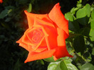 Rose Monica (2012, July 05)