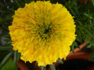 Tagetes_African Marigold (2012, Jul.01)