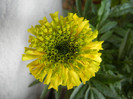 Tagetes_African Marigold (2012, Jul.01)