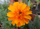 Tagetes_African Marigold (2012, Jul.01)