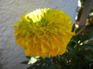 Tagetes_African Marigold (2012, Jul.03)