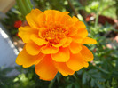 Tagetes_African Marigold (2012, Jul.03)