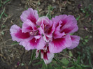 azalee de gradina