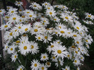 margarete