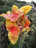canna galbena