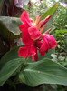 canna rosie