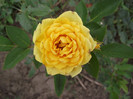 mini-rosa