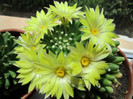 Flori cactus