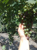 04072012napoca