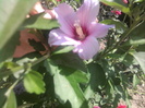 hibiscusul a inflorit