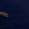 The_Lion_King_II_Simba_s_Pride_1266837431_1_1998
