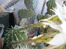 Echinopsis hb. - corpul plantei
