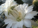 Echinopsis hb. - flori 02.07