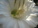 Echinopsis hb. - centrul florii